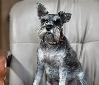 a dog sitting in an office chair