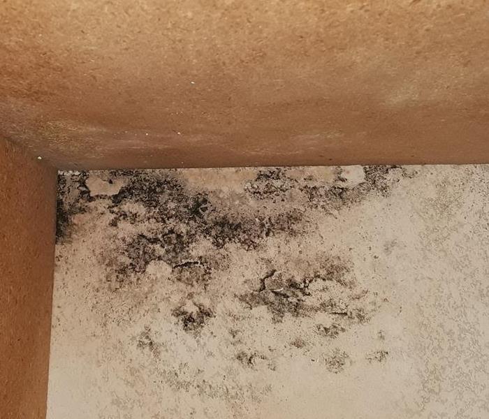 Mold growth on wall.