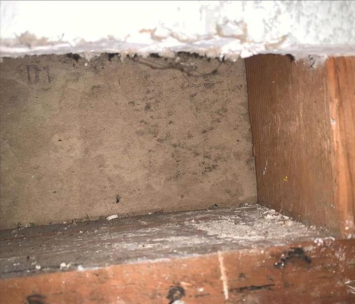 Mold growth in cabinet.
