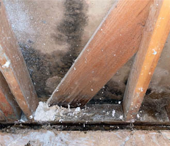 Mold growth behind kitchen cabinets.